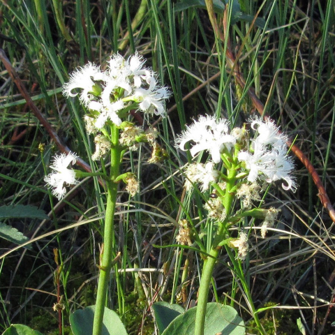 White flowers of the Bogbean plant